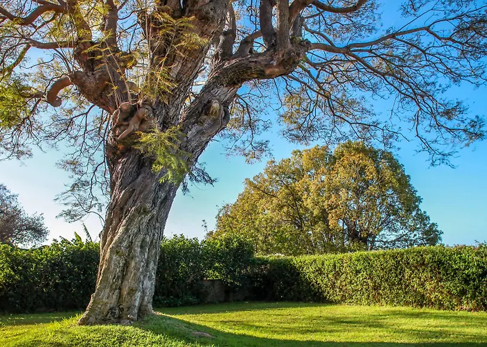 Quinta Malvas - Quinta De Santa Luzia Funchal