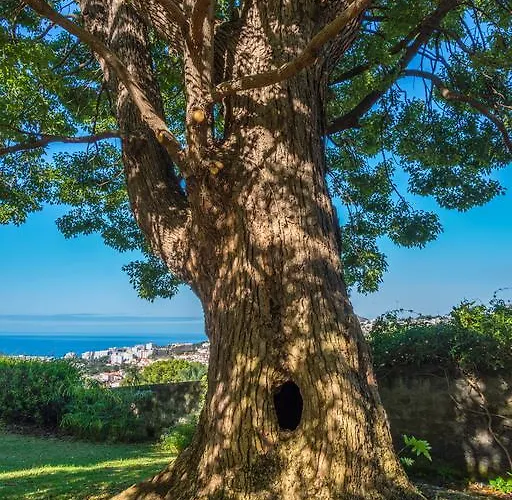 Quinta Malvas - Quinta De Santa Luzia Konukevi Funchal