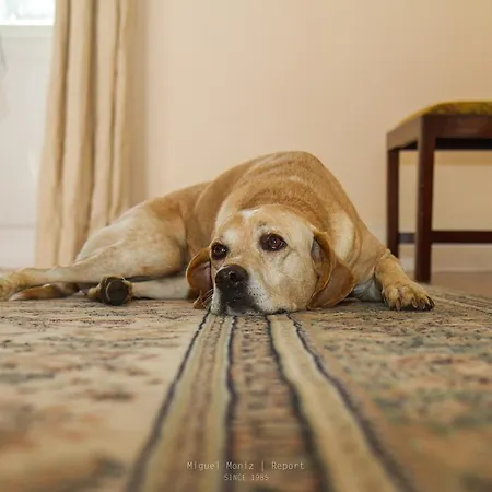 Quinta Malvas - Quinta De Santa Luzia ゲストハウス