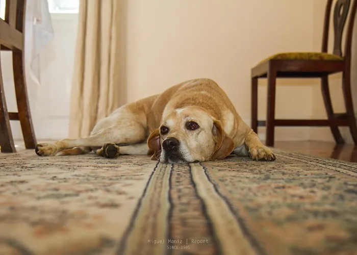 Quinta Malvas - Quinta De Santa Luzia Pensionat